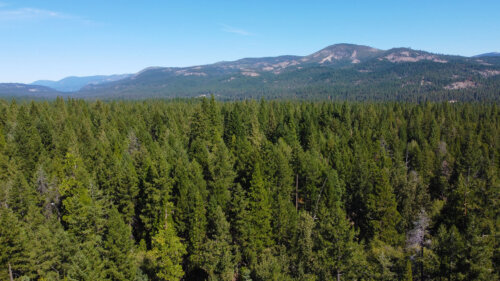 bird's-eye view of the tress in a forest in Graeagle, CA