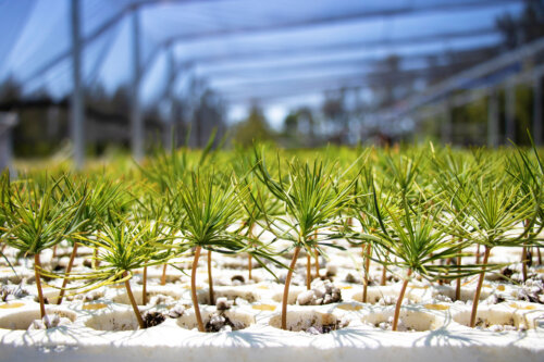 Seedlings germinating in a greenhouse
