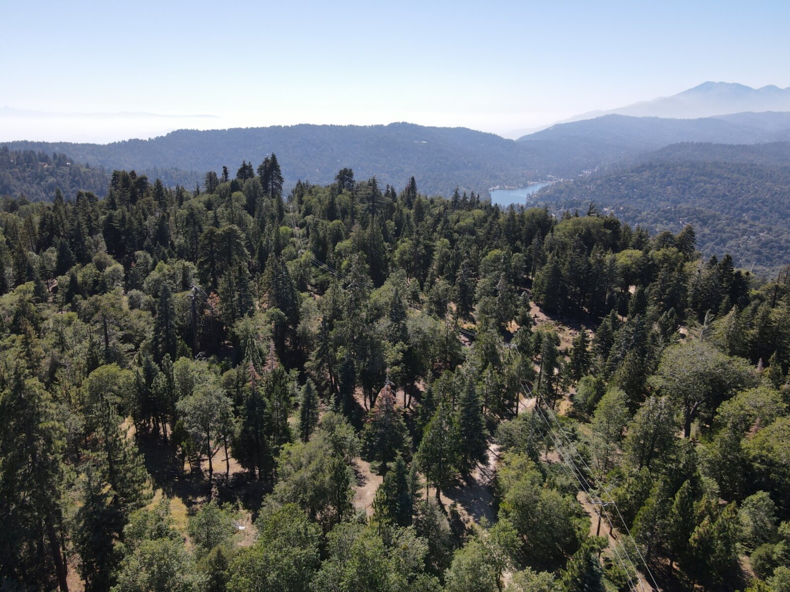 aerial image of trees in the sierras