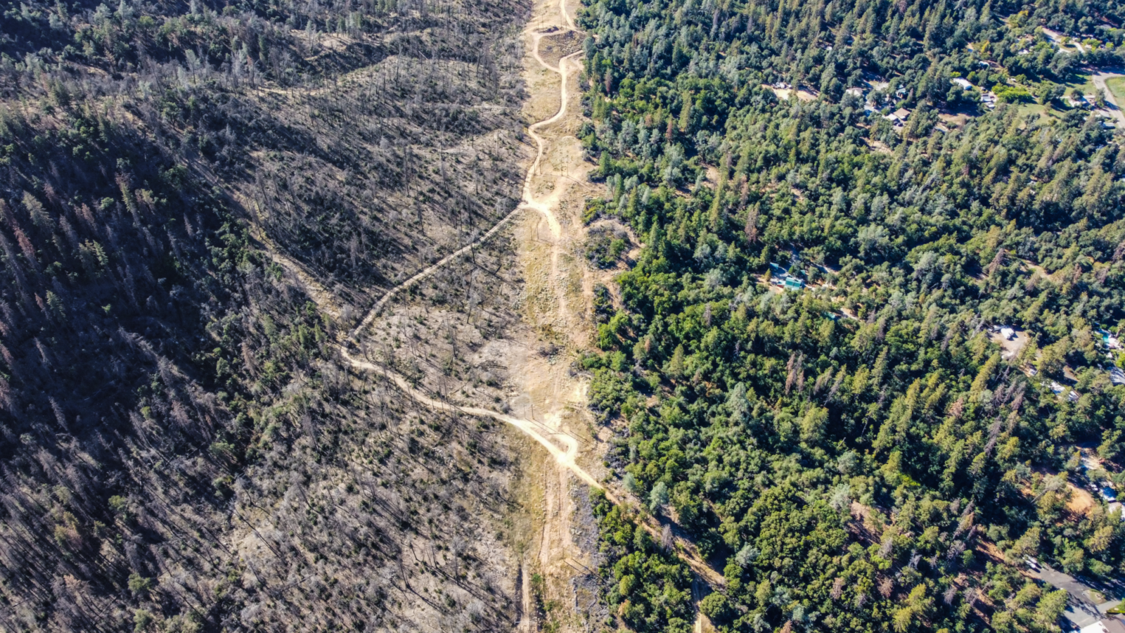 aerial view of a forest with dead trees on one side