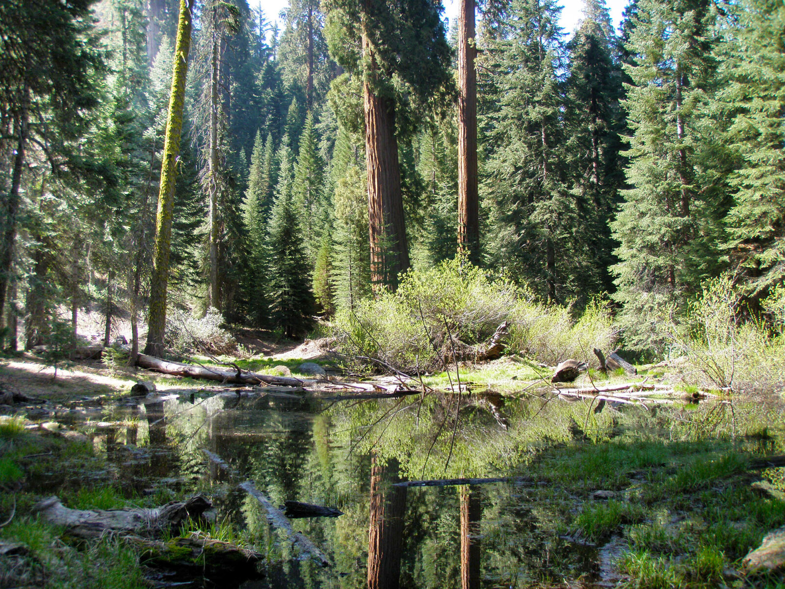 forest and pond image