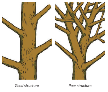 good and poor tree structures
