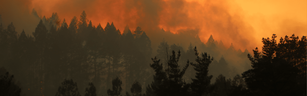 Orange forest silhouette with wildfire and smoke in the distance.