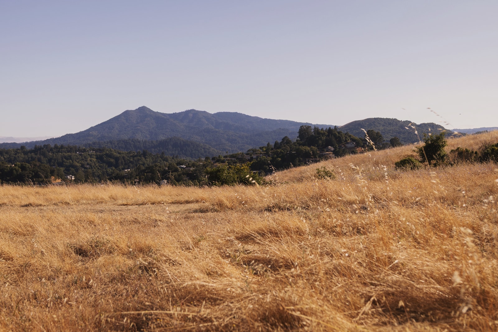 Mount Tamalpais