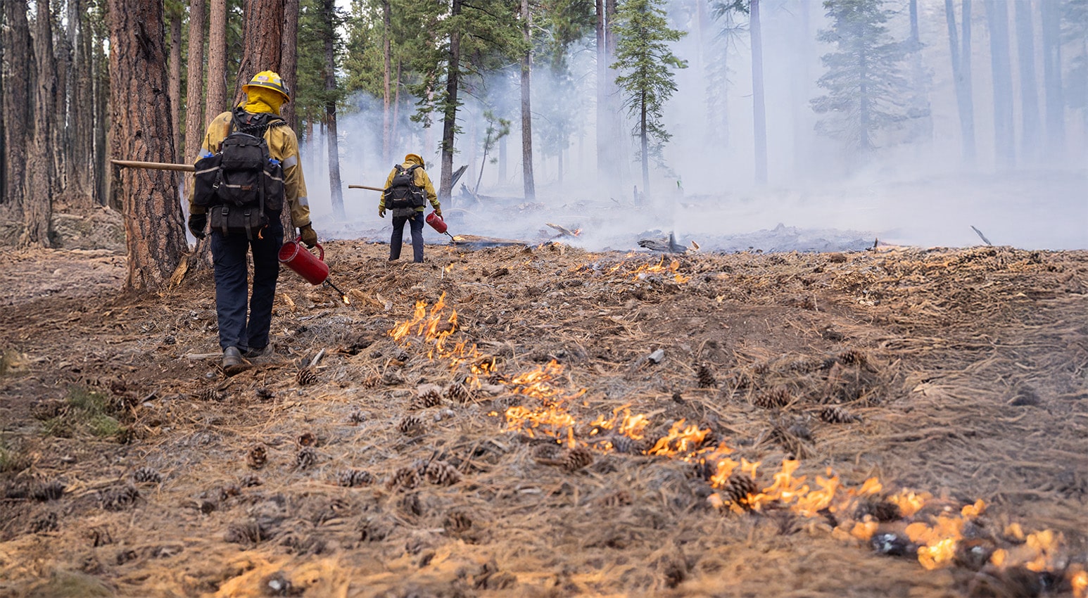 forest and fuels header alternate 2