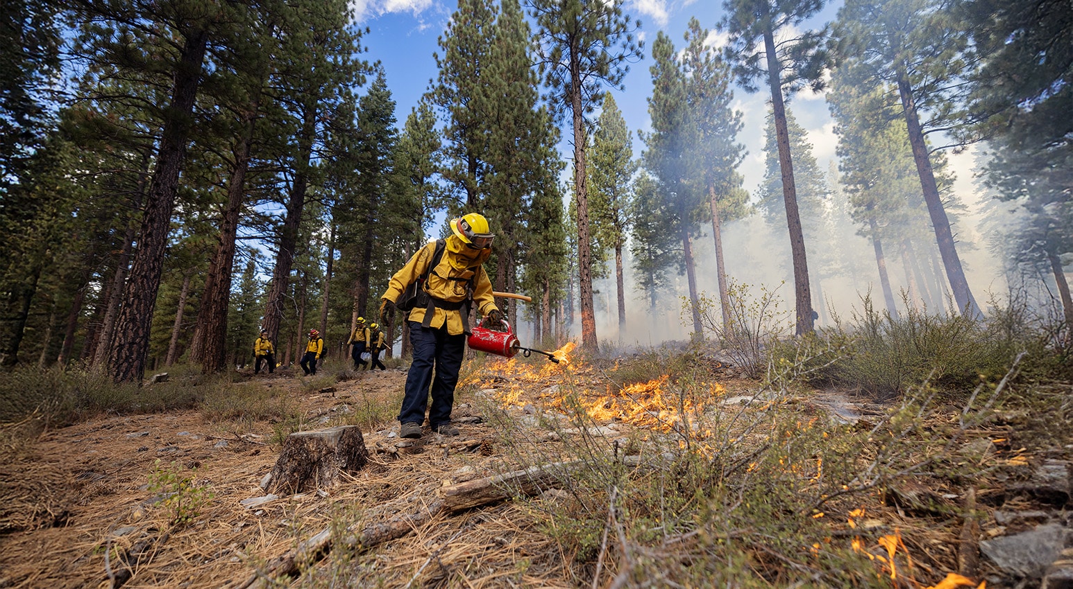 forest and fuels header
